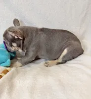 Toby , a male French Bulldog for sale in Staten Island, NY – 2 of 2