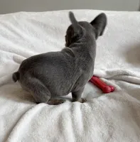 Rocky , a male French Bulldog for sale in Staten Island, NY – 2 of 2