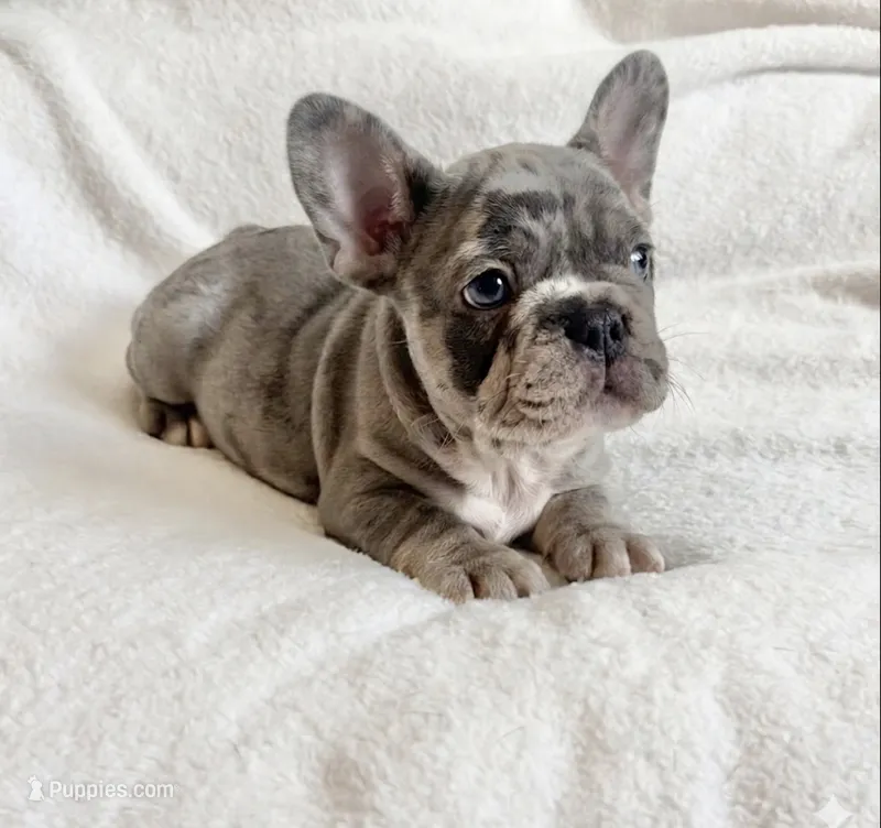 Buddy – French Bulldog puppy for sale in Staten Island, NY