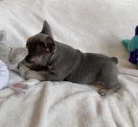 Toby , a male French Bulldog for sale in Staten Island, NY – 2 of 2