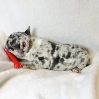 Buddy, a male French Bulldog for sale in Staten Island, NY – Photo 2 of 2