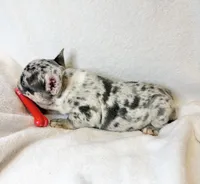 Buddy, a male French Bulldog for sale in Staten Island, NY – Photo 2 of 2