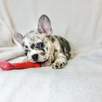 Buddy, a male French Bulldog for sale in Staten Island, NY – Photo 1 of 2