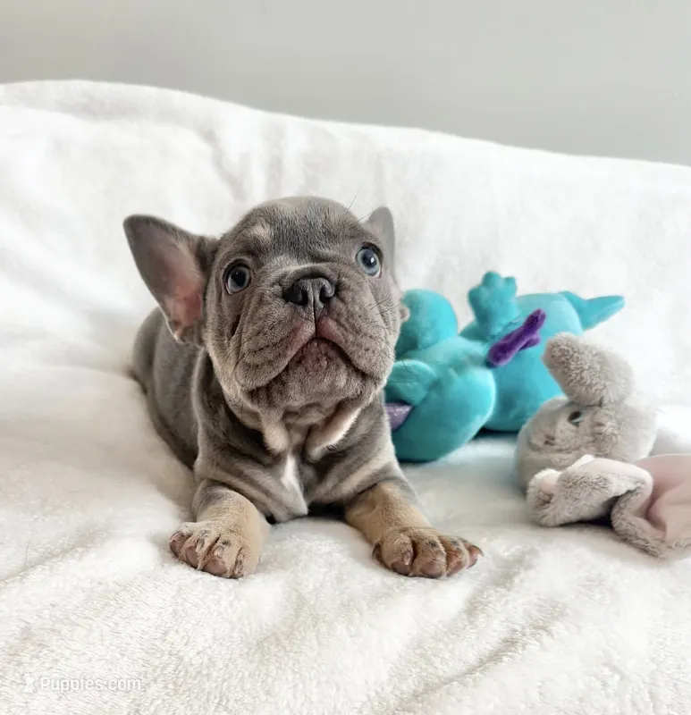 Teddy – French Bulldog puppy for sale in Staten Island, NY