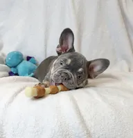 Toby , a male French Bulldog for sale in Staten Island, NY – 1 of 2