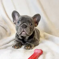 Bella, a female French Bulldog for sale in Staten Island, NY – Photo 1 of 2