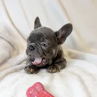 Bella, a female French Bulldog for sale in Staten Island, NY – Photo 2 of 2