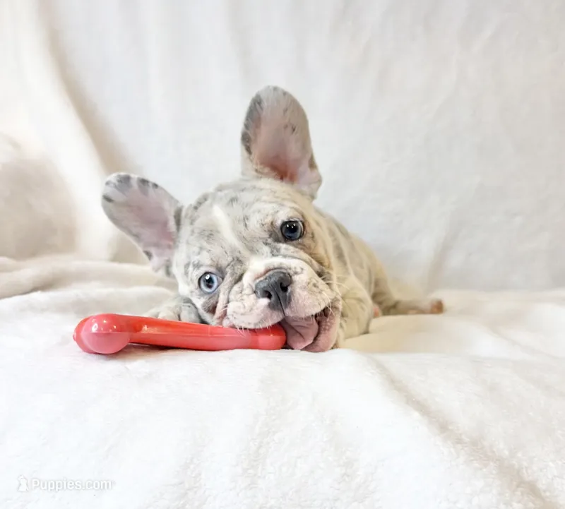 Rocky  – French Bulldog puppy for sale in Staten Island, NY