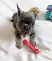 Toby , a male French Bulldog for sale in Staten Island, NY – 1 of 2