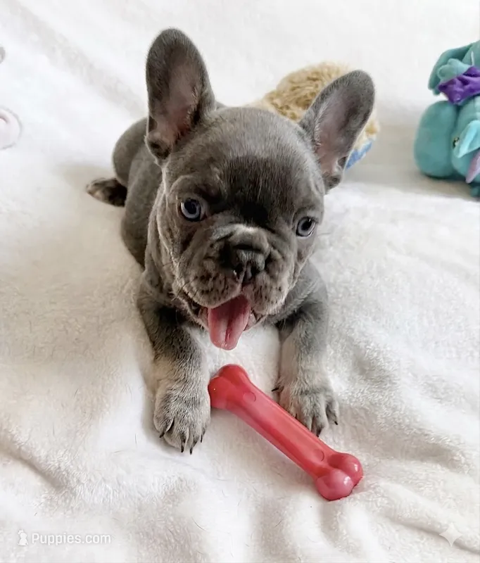 Toby  – French Bulldog puppy for sale in Staten Island, NY