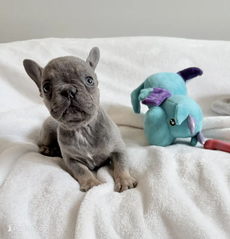 Rocky  – French Bulldog puppy for sale in Staten Island, NY