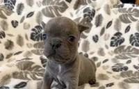 Rocky , a male French Bulldog for sale in Staten Island, NY – 1 of 2