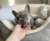 Lilly, a female French Bulldog for sale in Staten Island, NY – 1 of 2