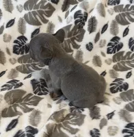 Rocky , a male French Bulldog for sale in Staten Island, NY – 2 of 2