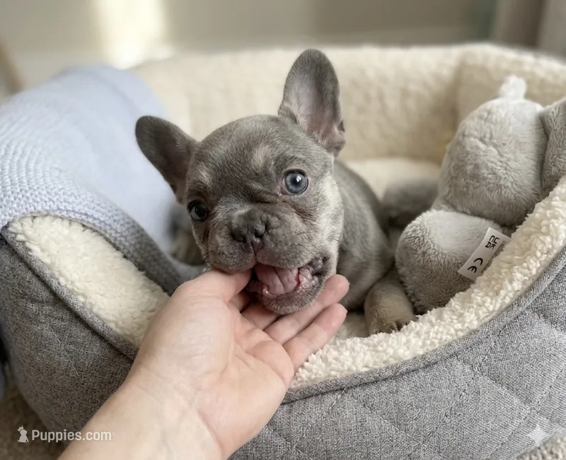 Bella – French Bulldog puppy for sale in Staten Island, NY