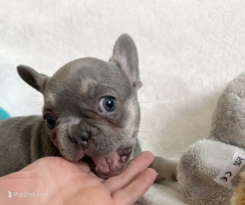 Bella – French Bulldog puppy for sale in Staten Island, NY
