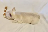 Toby , a male French Bulldog for sale in Staten Island, NY – 2 of 2