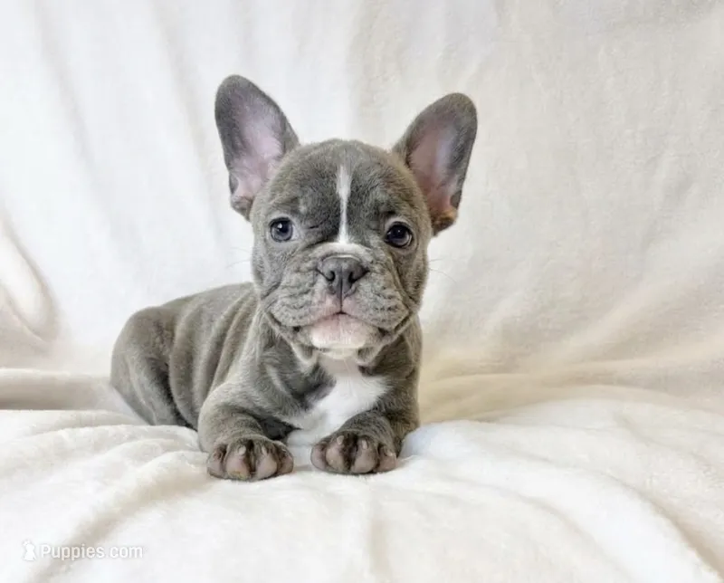 Lilly – French Bulldog puppy for sale in Staten Island, NY