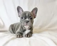Lilly, a male French Bulldog for sale in Staten Island, NY – 1 of 2