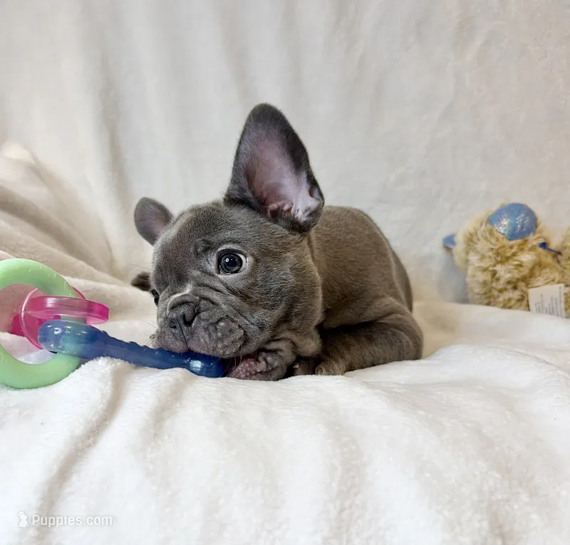 Buddy – French Bulldog puppy for sale in Staten Island, NY