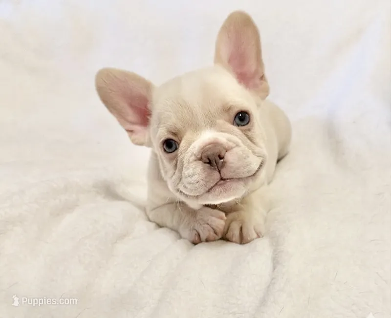 Toby  – French Bulldog puppy for sale in Staten Island, NY