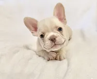 Toby , a male French Bulldog for sale in Staten Island, NY – 1 of 2