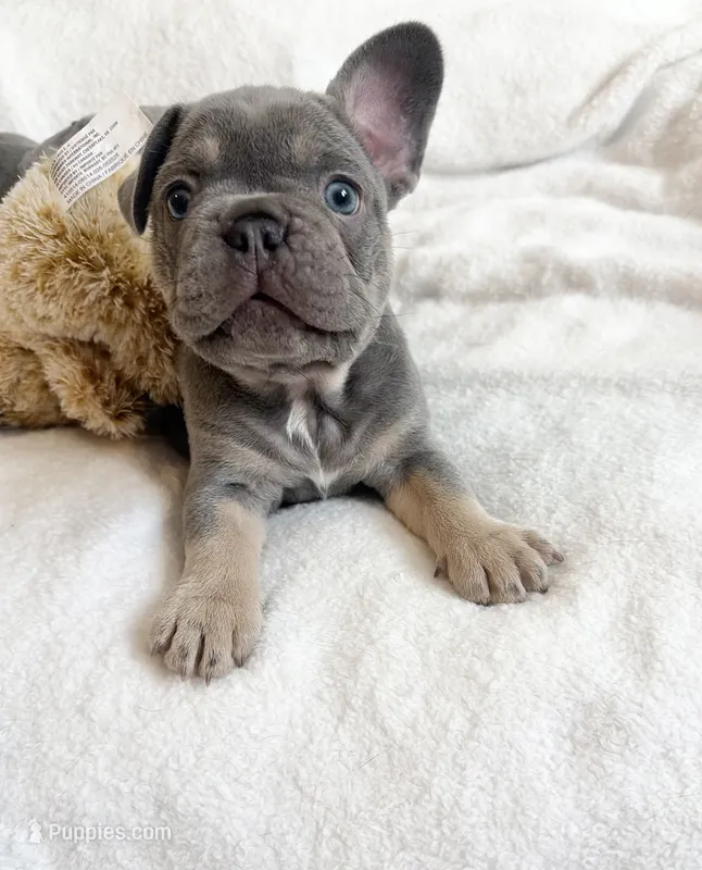 Teddy – French Bulldog puppy for sale in Staten Island, NY