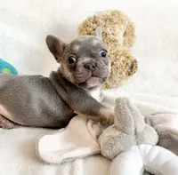 Bella, a female French Bulldog for sale in Staten Island, NY – 2 of 2