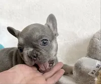Lilly, a female French Bulldog for sale in Staten Island, NY – 1 of 2