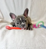 Lilly, a male French Bulldog for sale in Staten Island, NY – 2 of 2