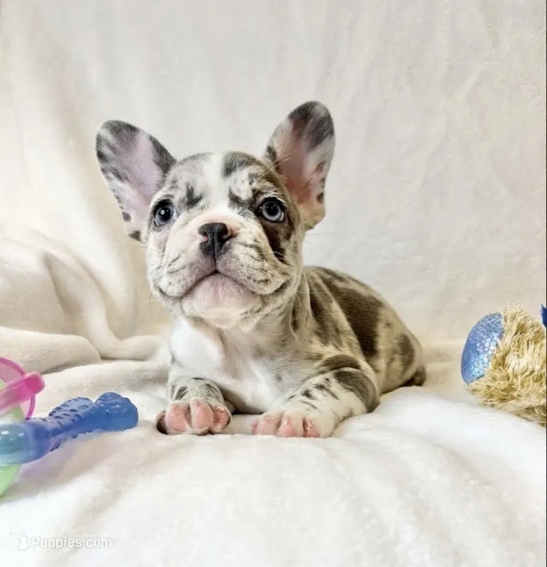 Bella – French Bulldog puppy for sale in Staten Island, NY