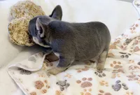 Bella, a female French Bulldog for sale in Staten Island, NY – 2 of 2
