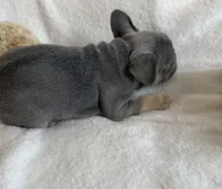Teddy, a male French Bulldog for sale in Staten Island, NY – 2 of 2
