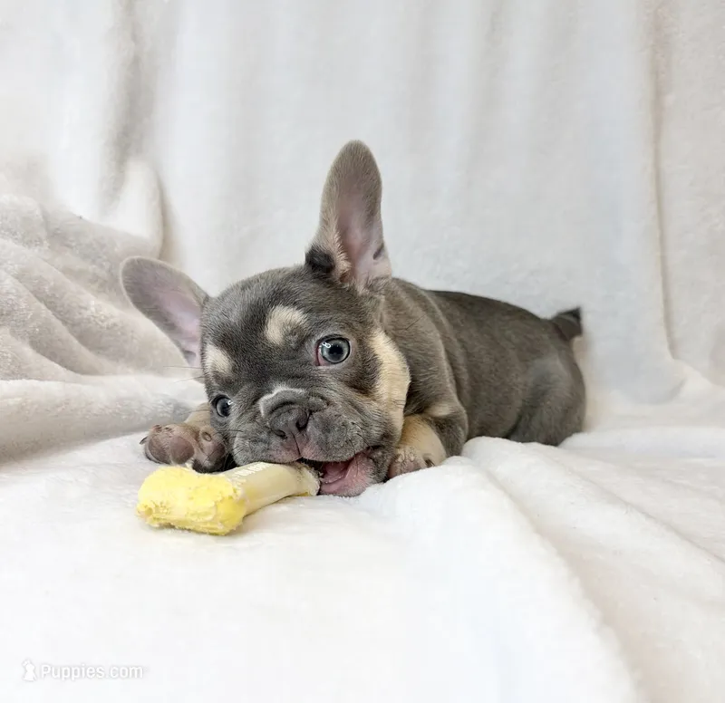 Bella – French Bulldog puppy for sale in Staten Island, NY