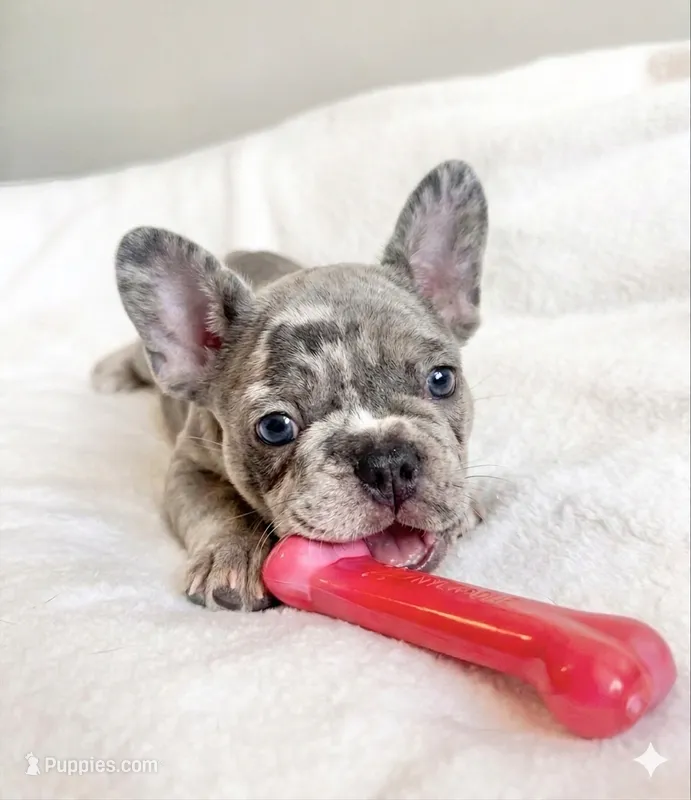 Buddy – French Bulldog puppy for sale in Staten Island, NY