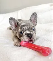 Buddy, a male French Bulldog for sale in Staten Island, NY – 2 of 2