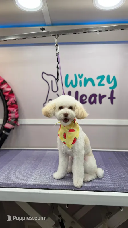 Mochi – Poodle - Toy  puppy for sale in Fulshear, TX