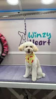 Mochi, a male Poodle - Toy  for sale in Fulshear, TX – 1 of 1
