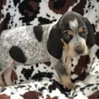 Flo, a female Bluetick Coonhound for sale in Tullahoma, TN – Photo 4 of 8