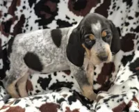 Flo, a female Bluetick Coonhound for sale in Tullahoma, TN – Photo 4 of 8