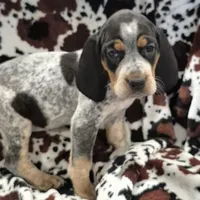 Flo, a female Bluetick Coonhound for sale in Tullahoma, TN – Photo 2 of 8