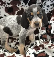Flo, a female Bluetick Coonhound for sale in Tullahoma, TN – Photo 2 of 8
