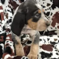 Flo, a female Bluetick Coonhound for sale in Tullahoma, TN – Photo 5 of 8