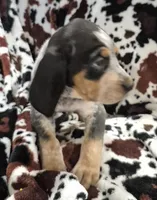 Flo, a female Bluetick Coonhound for sale in Tullahoma, TN – Photo 5 of 8