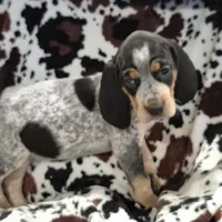 Flo, a female Bluetick Coonhound for sale in Tullahoma, TN – Photo 3 of 8