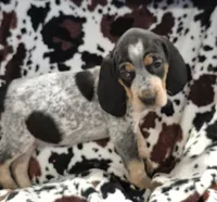 Flo, a female Bluetick Coonhound for sale in Tullahoma, TN – Photo 3 of 8
