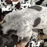 Flo, a female Bluetick Coonhound for sale in Tullahoma, TN – Photo 6 of 8