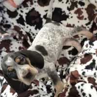 Flo, a female Bluetick Coonhound for sale in Tullahoma, TN – Photo 7 of 8