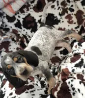 Flo, a female Bluetick Coonhound for sale in Tullahoma, TN – Photo 7 of 8