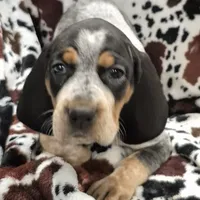 Flo, a female Bluetick Coonhound for sale in Tullahoma, TN – Photo 1 of 8